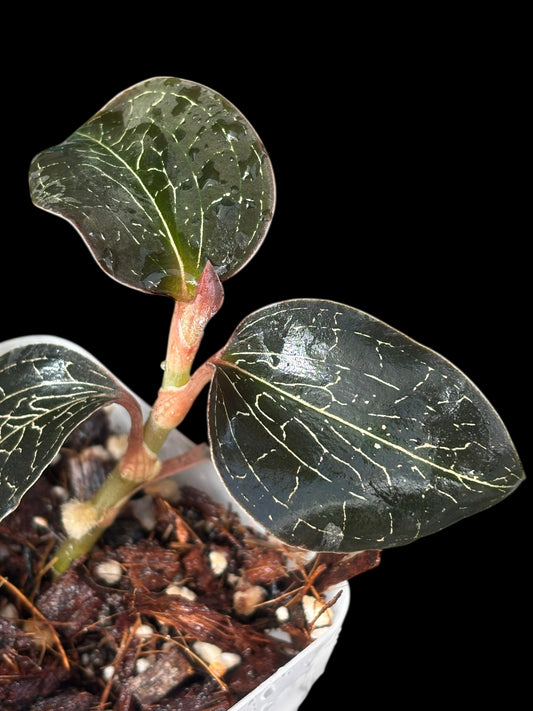Anoectochilus brevilabris Lindl