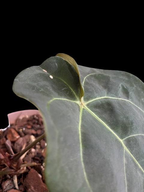 Anthurium AOS x forgetii