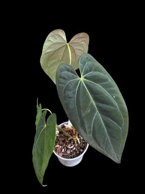 Anthurium black phoenix (Bloody night x dark phoenix) Plant B