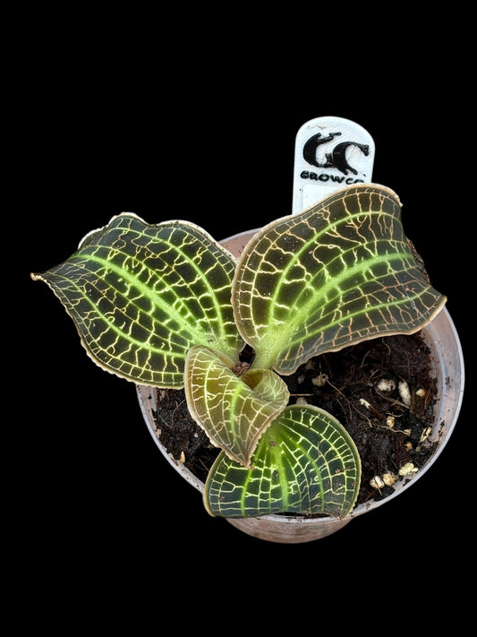 Macodes sanderiana 'fruit salad'