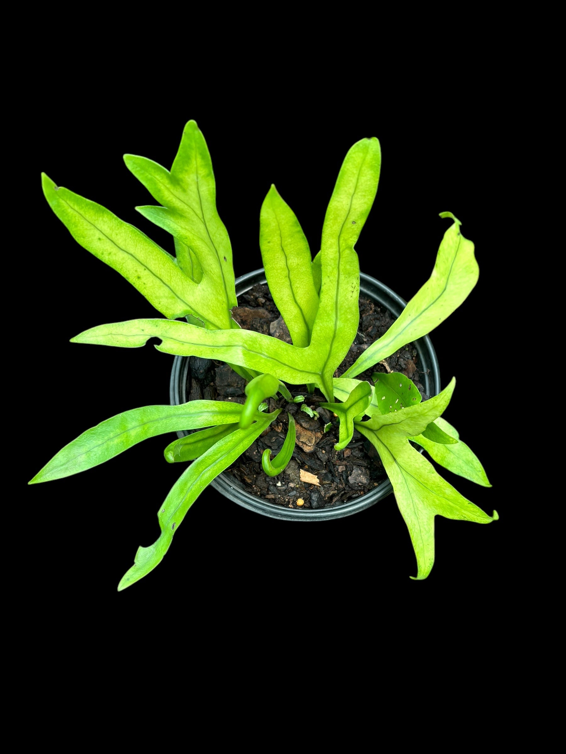 Microsorum punctatum - fishtail fern – GrowCo Nursery