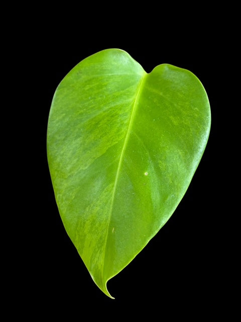 Monstera aurea Samantha