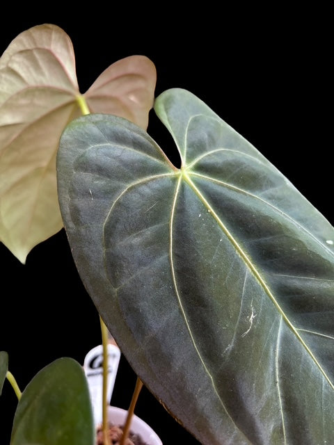 Anthurium black phoenix (Bloody night x dark phoenix) Plant B