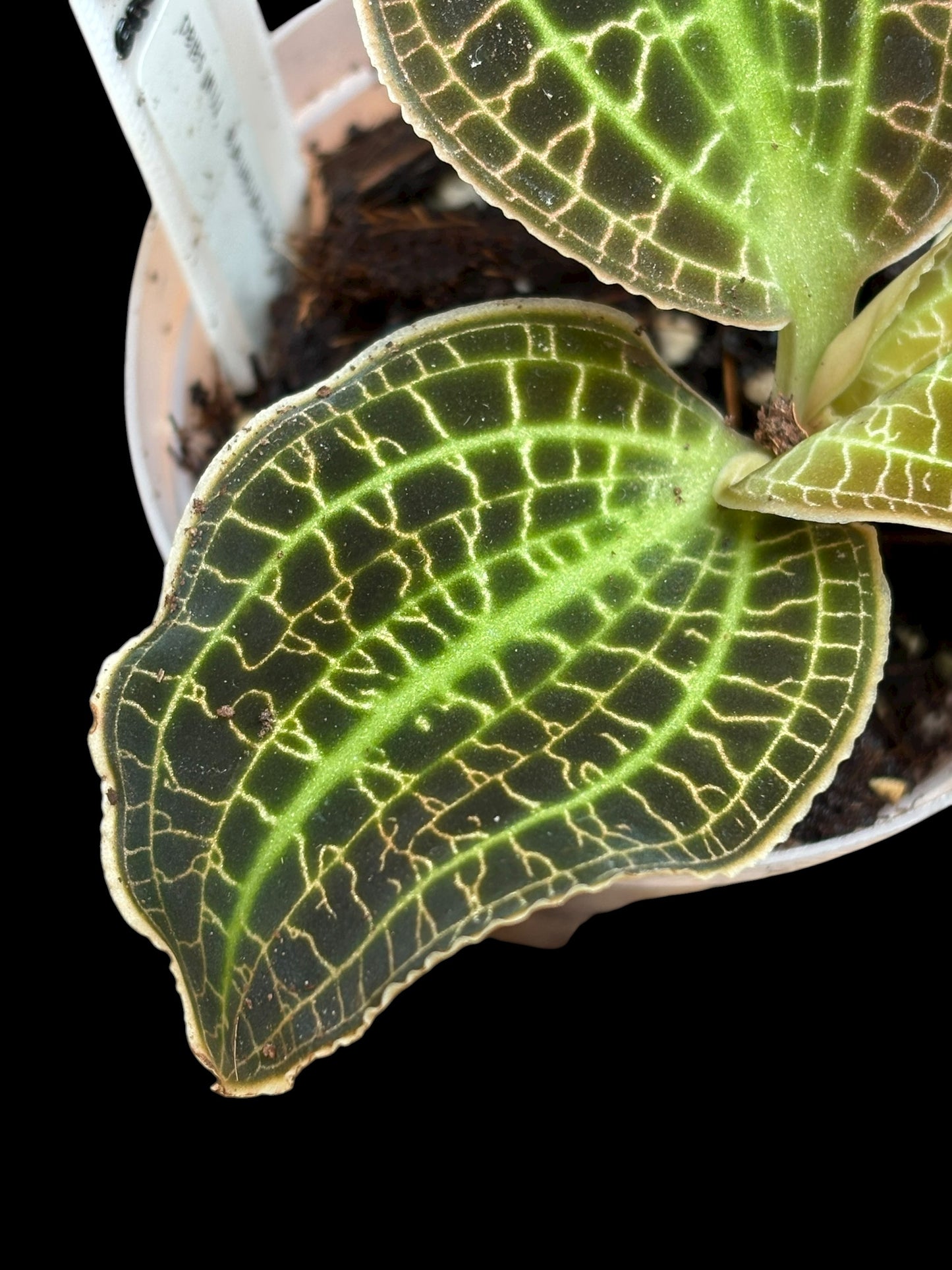 Macodes sanderiana 'fruit salad'