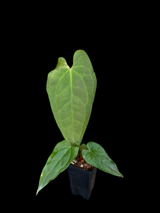 Anthurium (crystallinum x luxurians) x sagittatum