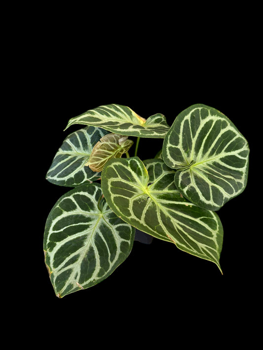 Anthurium crystallinum 'dorayaki'