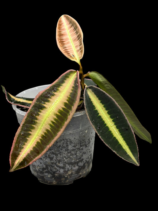 Labisia sumatra pink