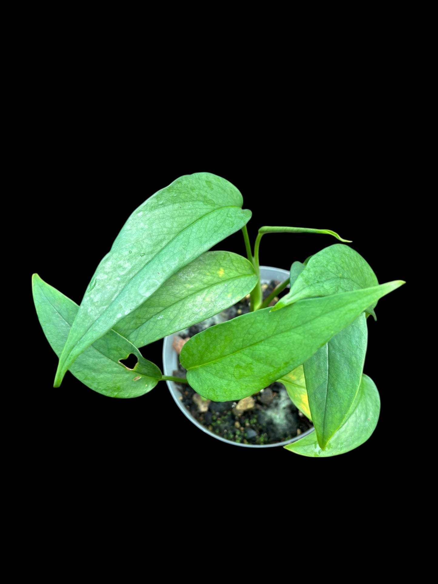 Epipremnum pinnatum 'cebu clue'