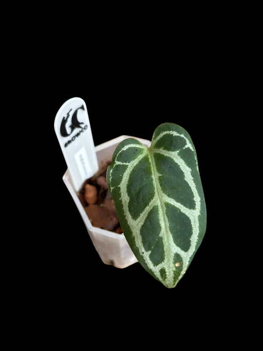 Anthurium panglima Plant A