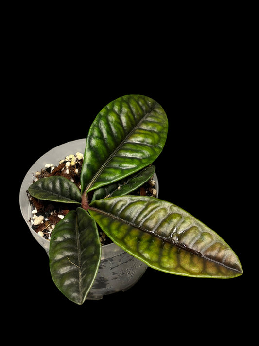 Labisia smaragdina