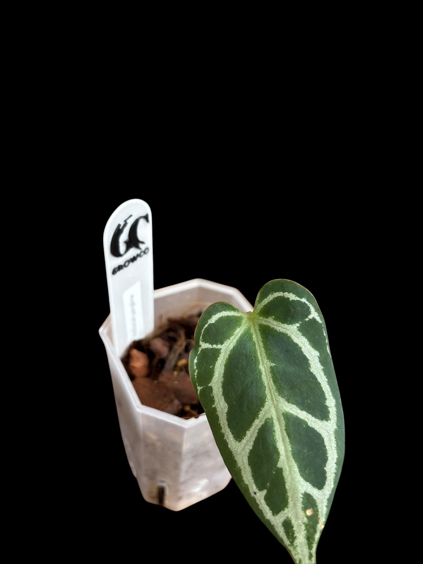 Anthurium panglima Plant A