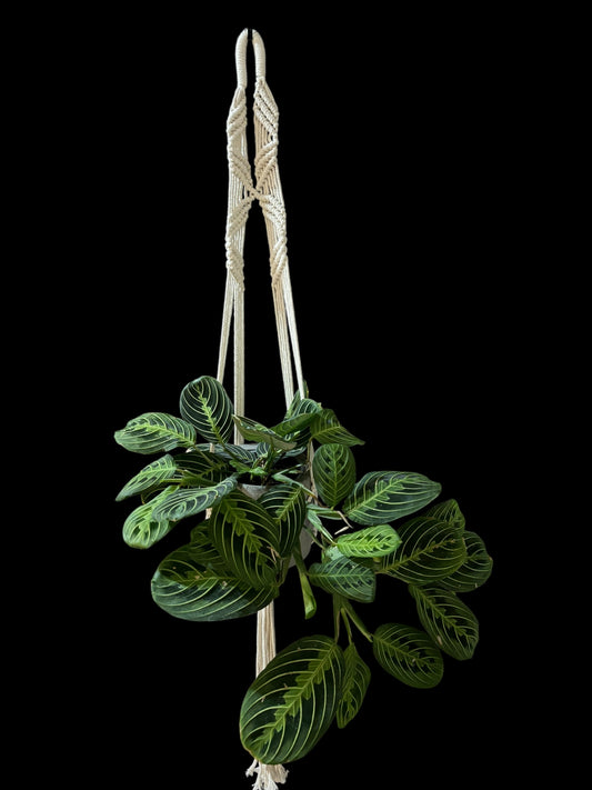 Crochet Guevara - Ivory macramé plant hanger