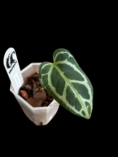 Anthurium panglima Plant A