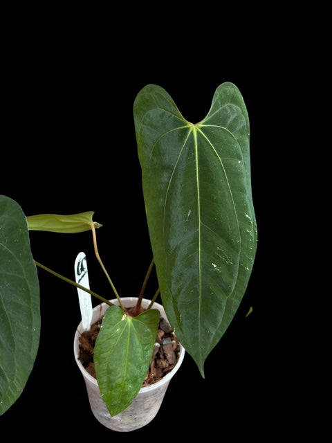 Anthurium black phoenix (Bloody night x dark phoenix) Plant A