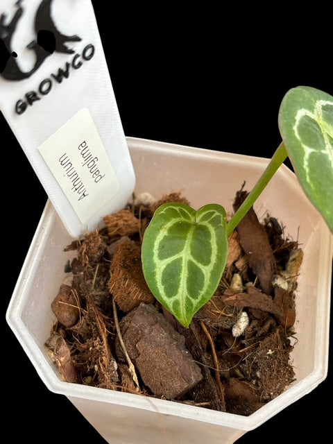 Anthurium panglima Plant B