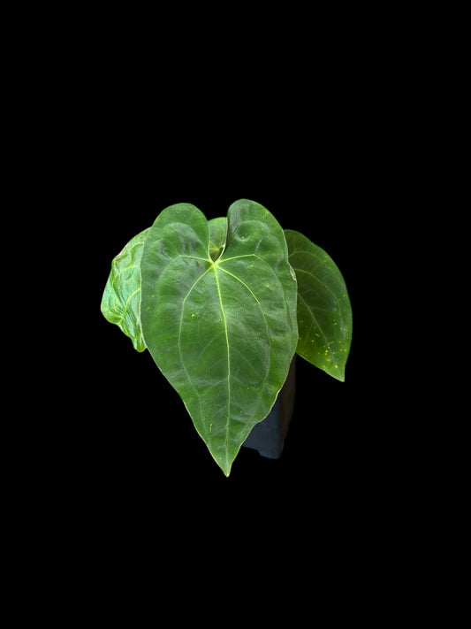 Anthurium besseae aff x papillilaminum