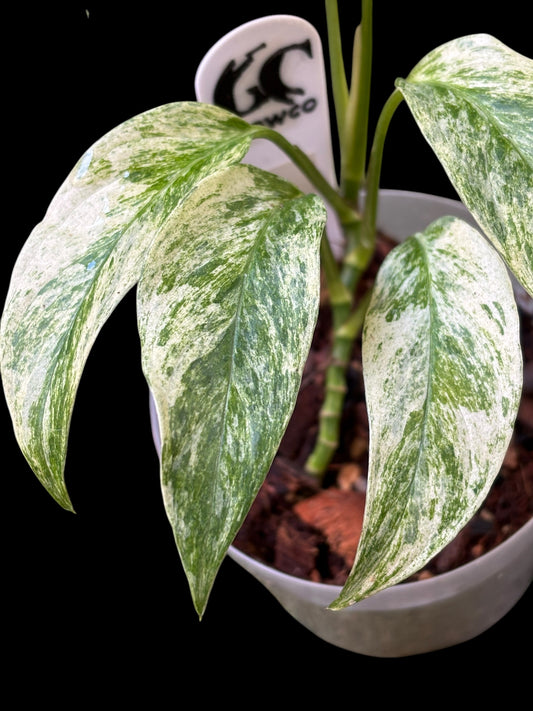 Monstera laniata mint