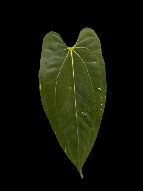 Anthurium black phoenix (Bloody night x dark phoenix) Plant A