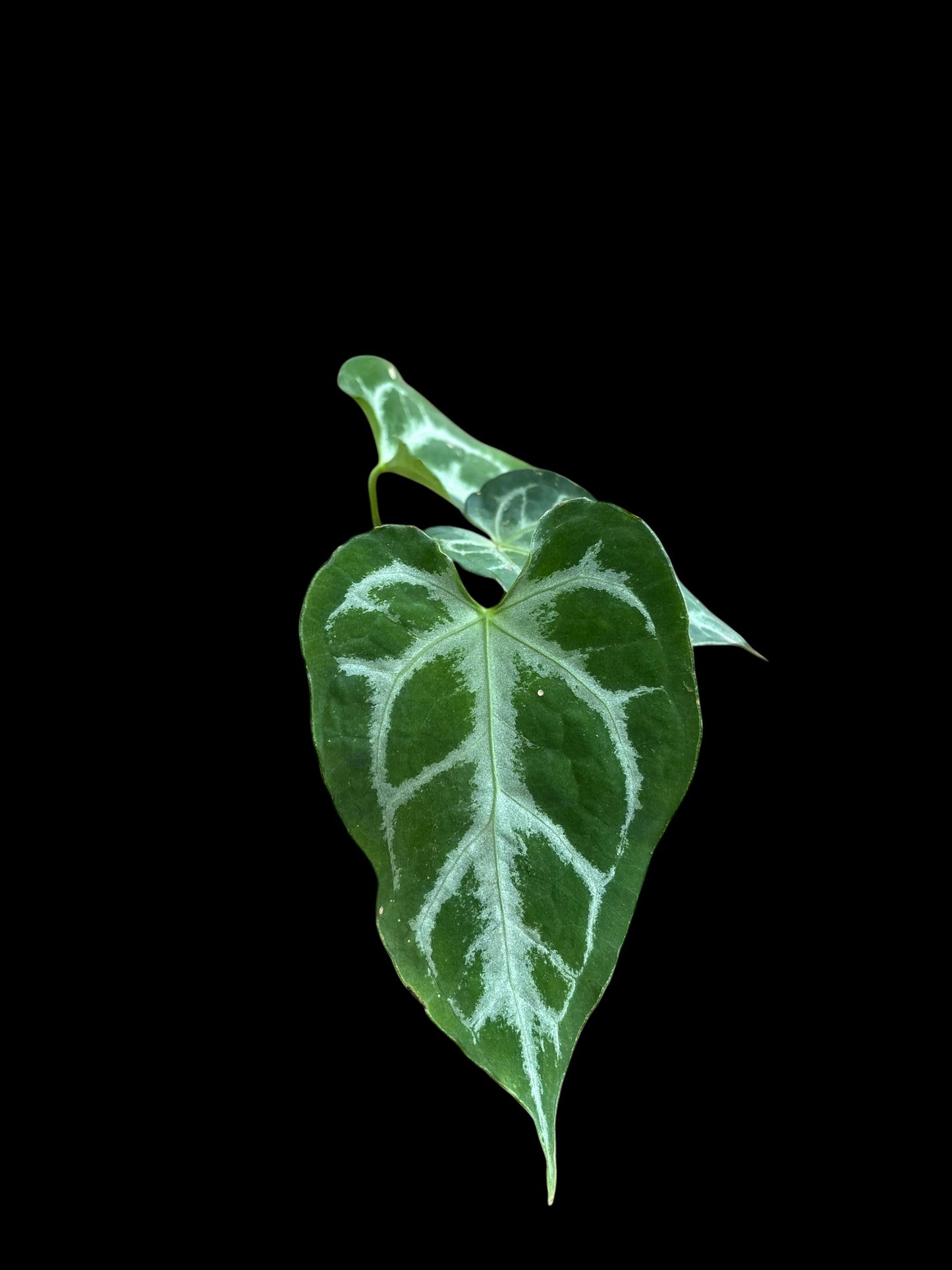 Anthurium muchlis x silver blush