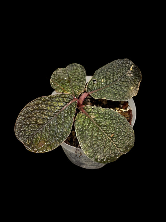 Labisia snake skin