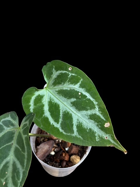 Anthurium muchlis x silver blush