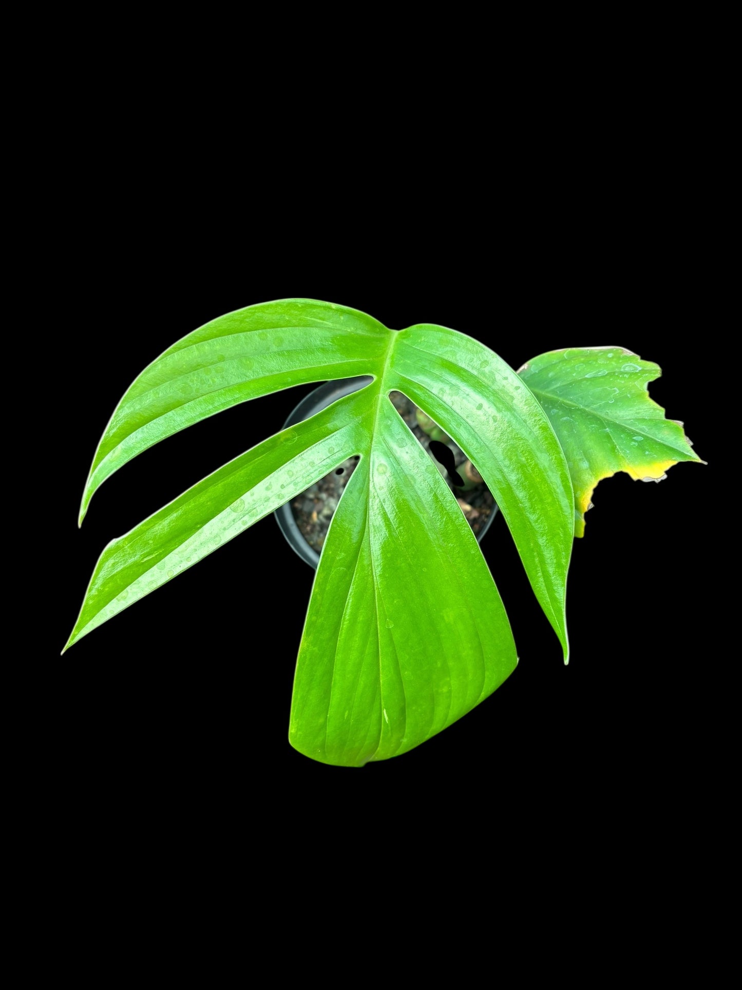 Rhapidophora decursiva