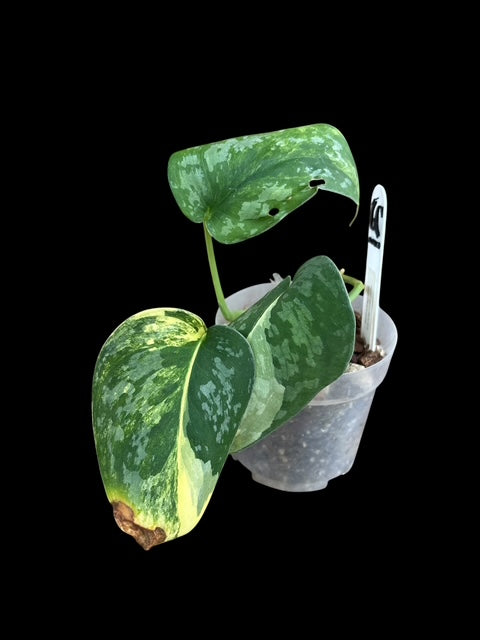 Scindapsus swarnabhumi