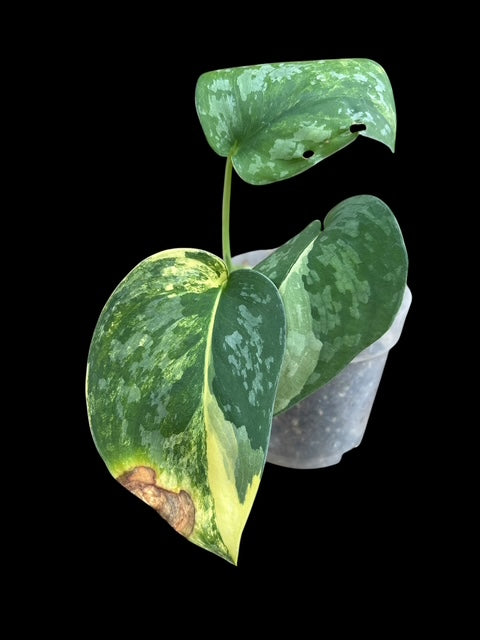 Scindapsus swarnabhumi