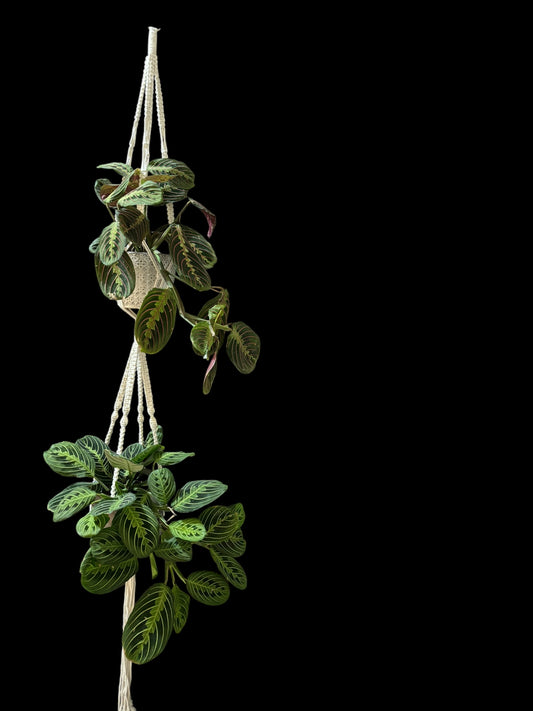 Beadlejuice - Ivory macramé plant hanger