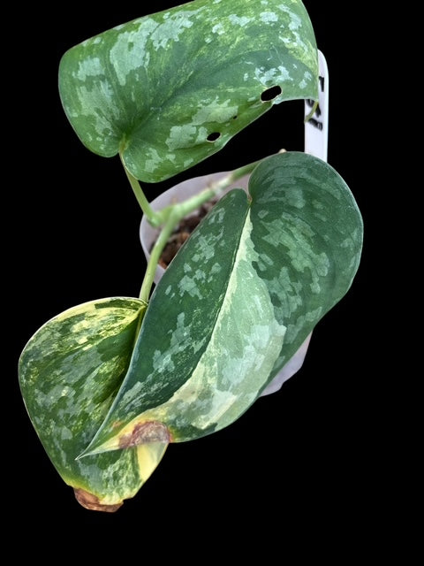 Scindapsus swarnabhumi