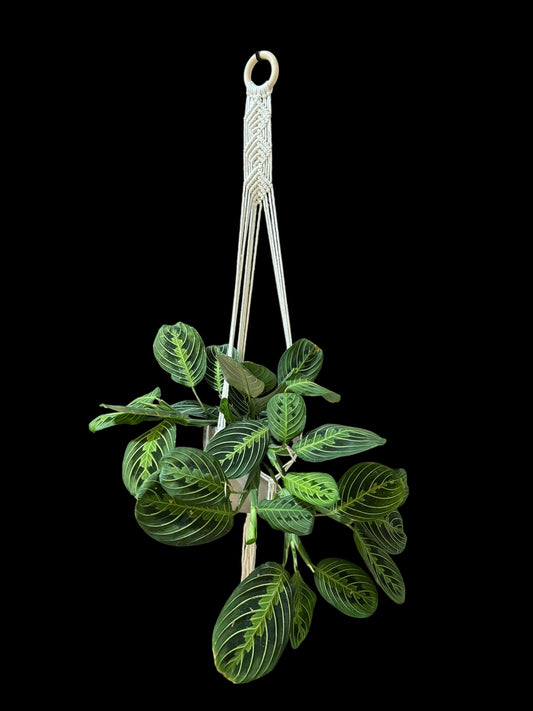 Knottingham palace - Ivory macramé plant hanger