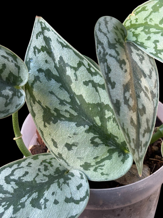 Scindapsus silver lady