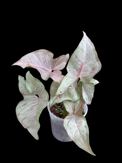 Syngonium pink nebula