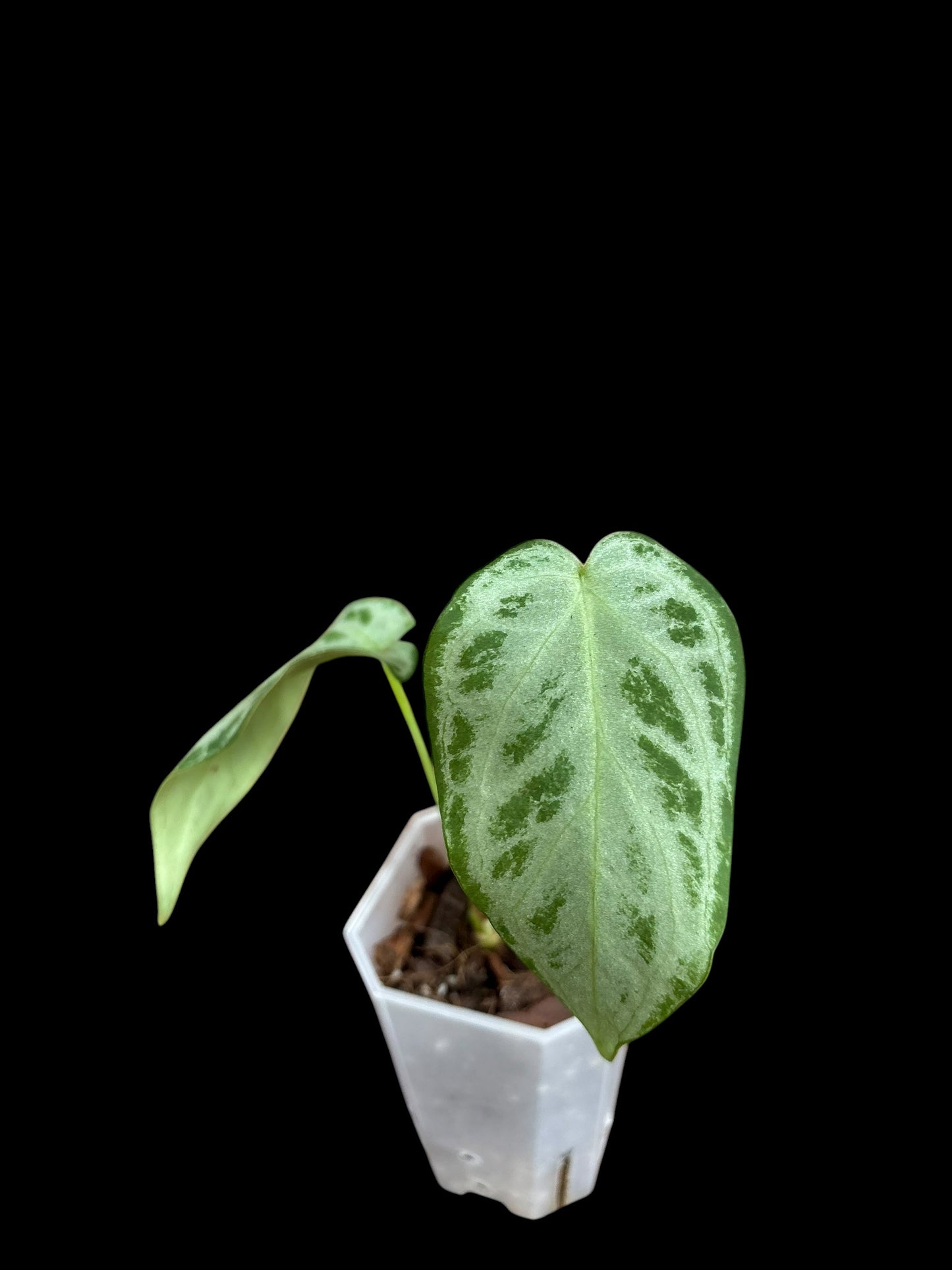 Anthurium silver king