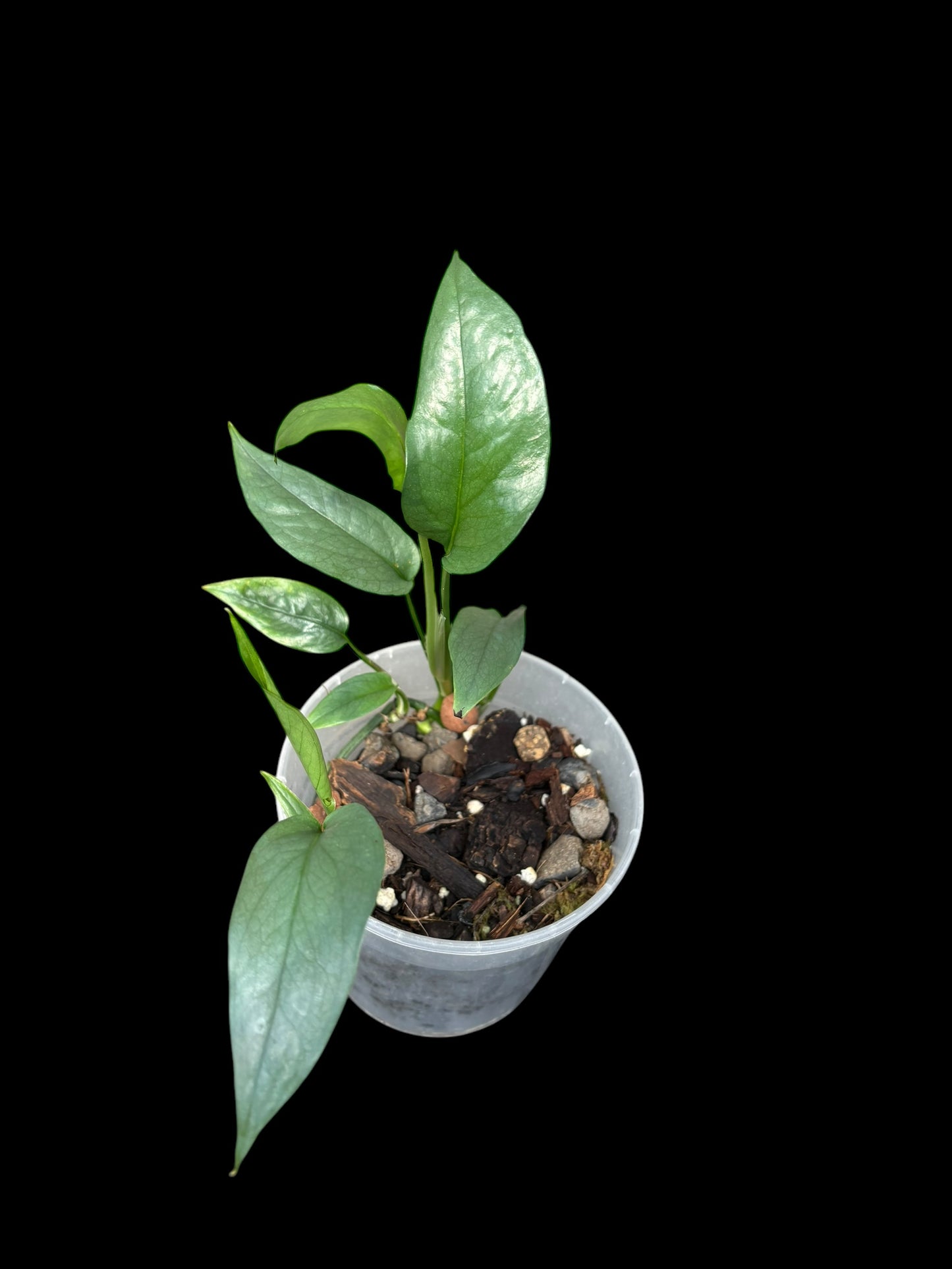 Epipremnum pinnatum 'cebu clue'