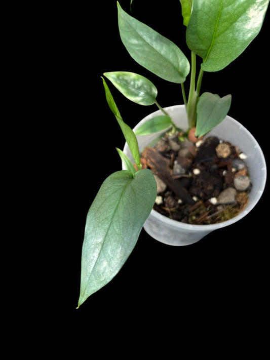 Epipremnum pinnatum 'cebu clue'