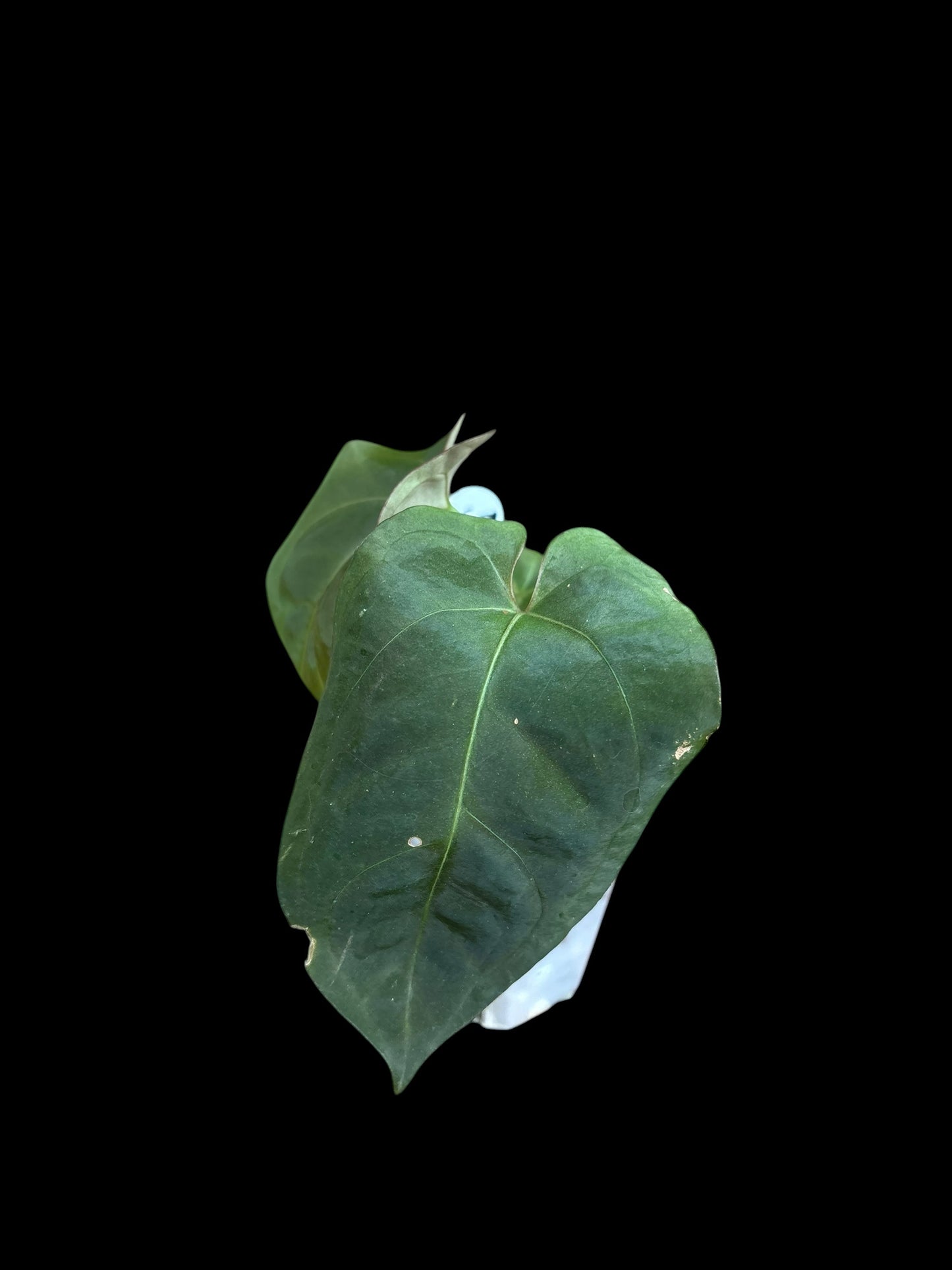 Anthurium papillilaminum legacy x red spider