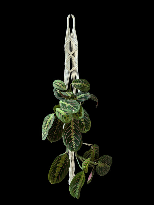 Shania Twine - Ivory macramé plant hanger