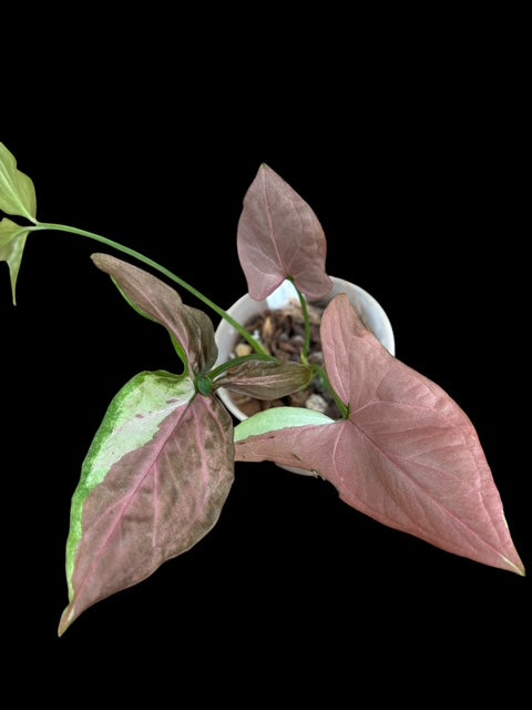 Syngonium Pink variegata