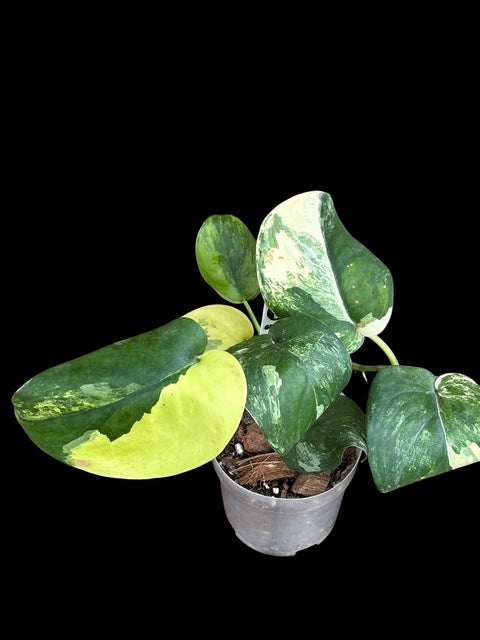 Scindapsus satin aurea variegata