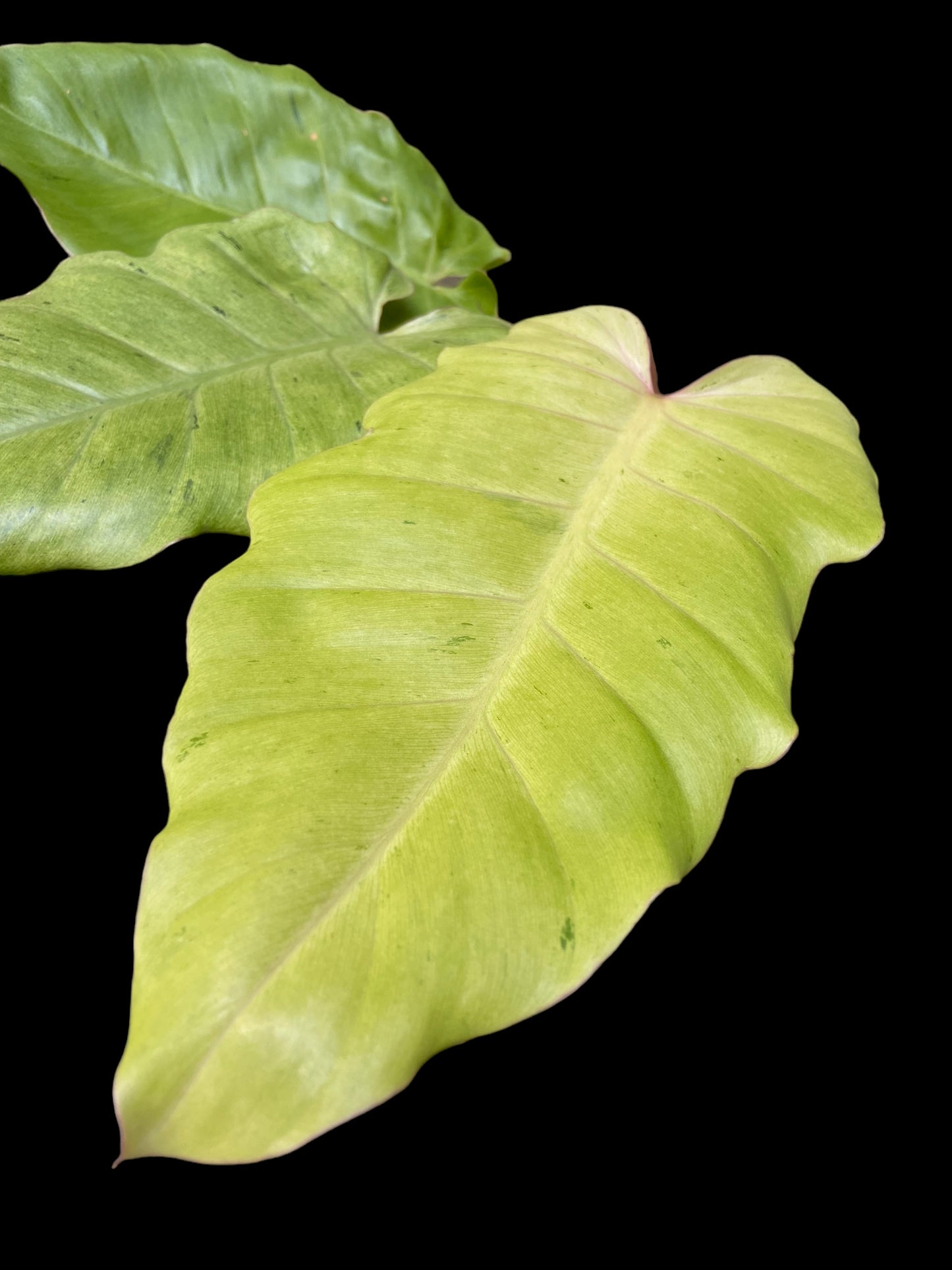 Philodendron snowdrift