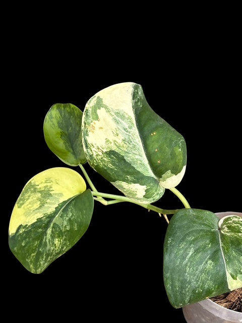 Scindapsus satin aurea variegata
