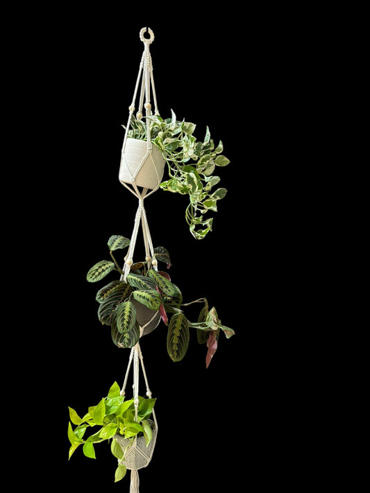 Rapunzel - three pot Ivory macramé plant hanger