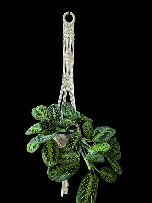 Braidley Cooper - Ivory macramé plant hanger