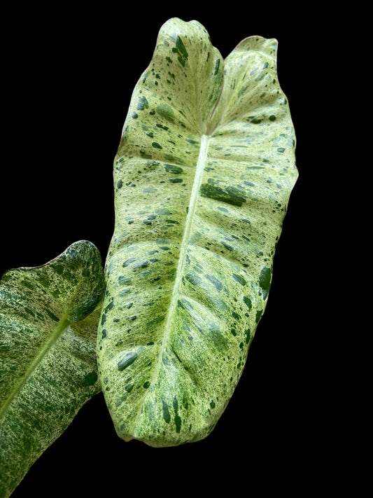 Philodendron paraiso verde