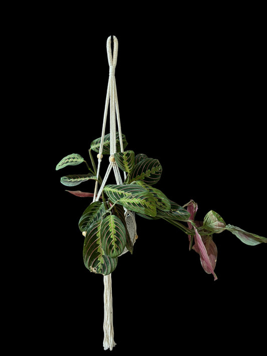 Hang in there - macramé plant hanger