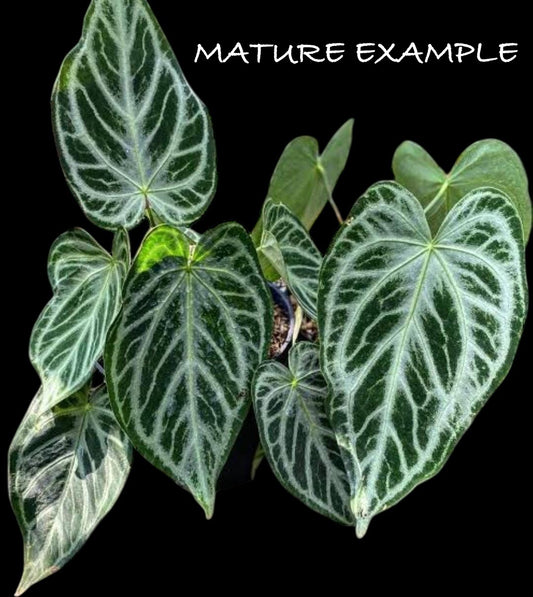 Anthurium silver king