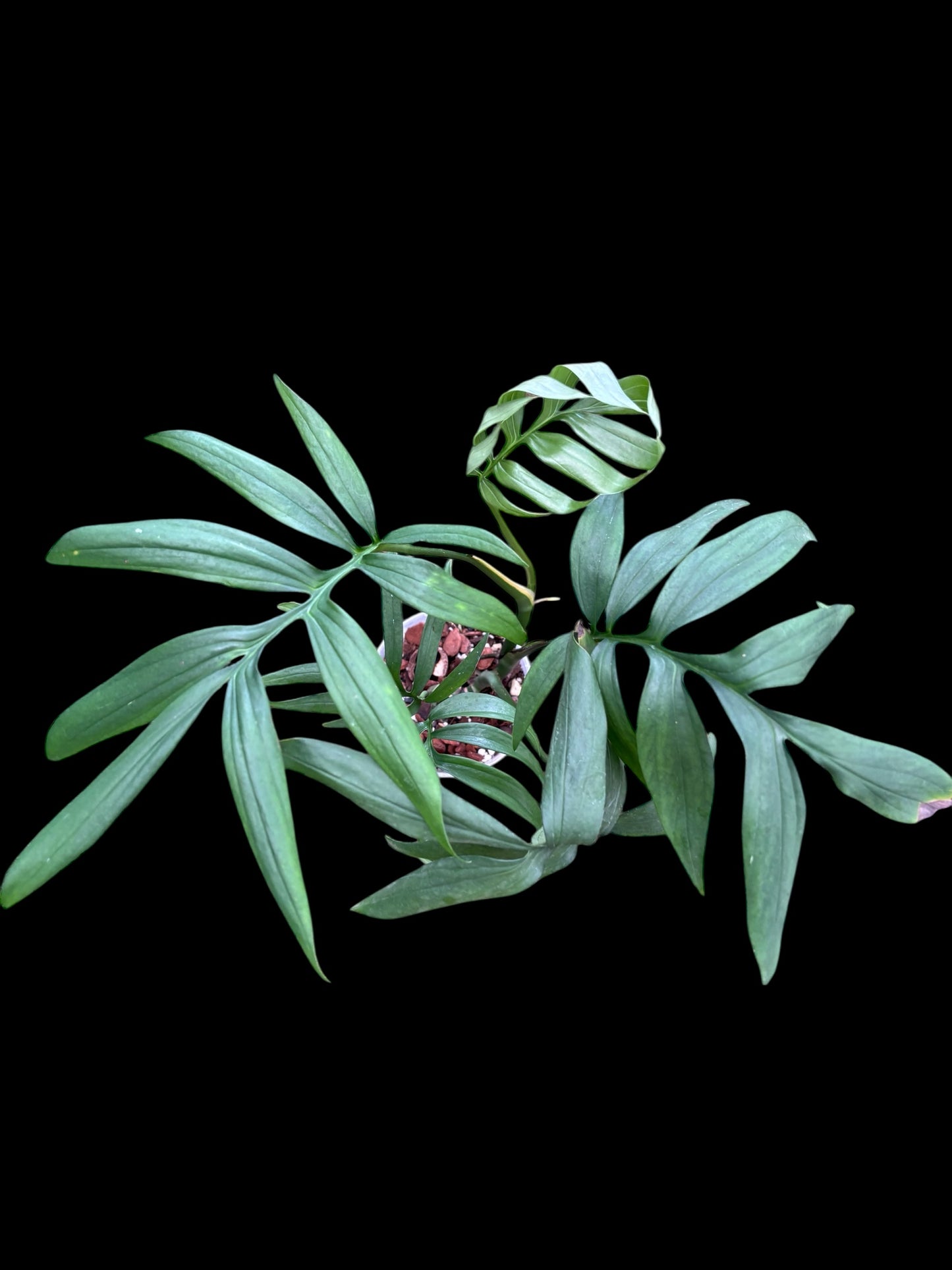 Monstera subpinnata