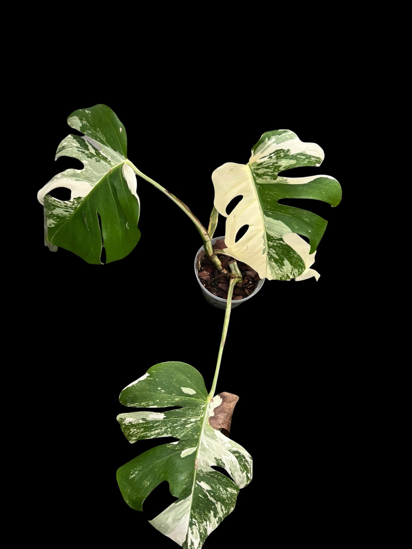 Monstera albo - Lucy