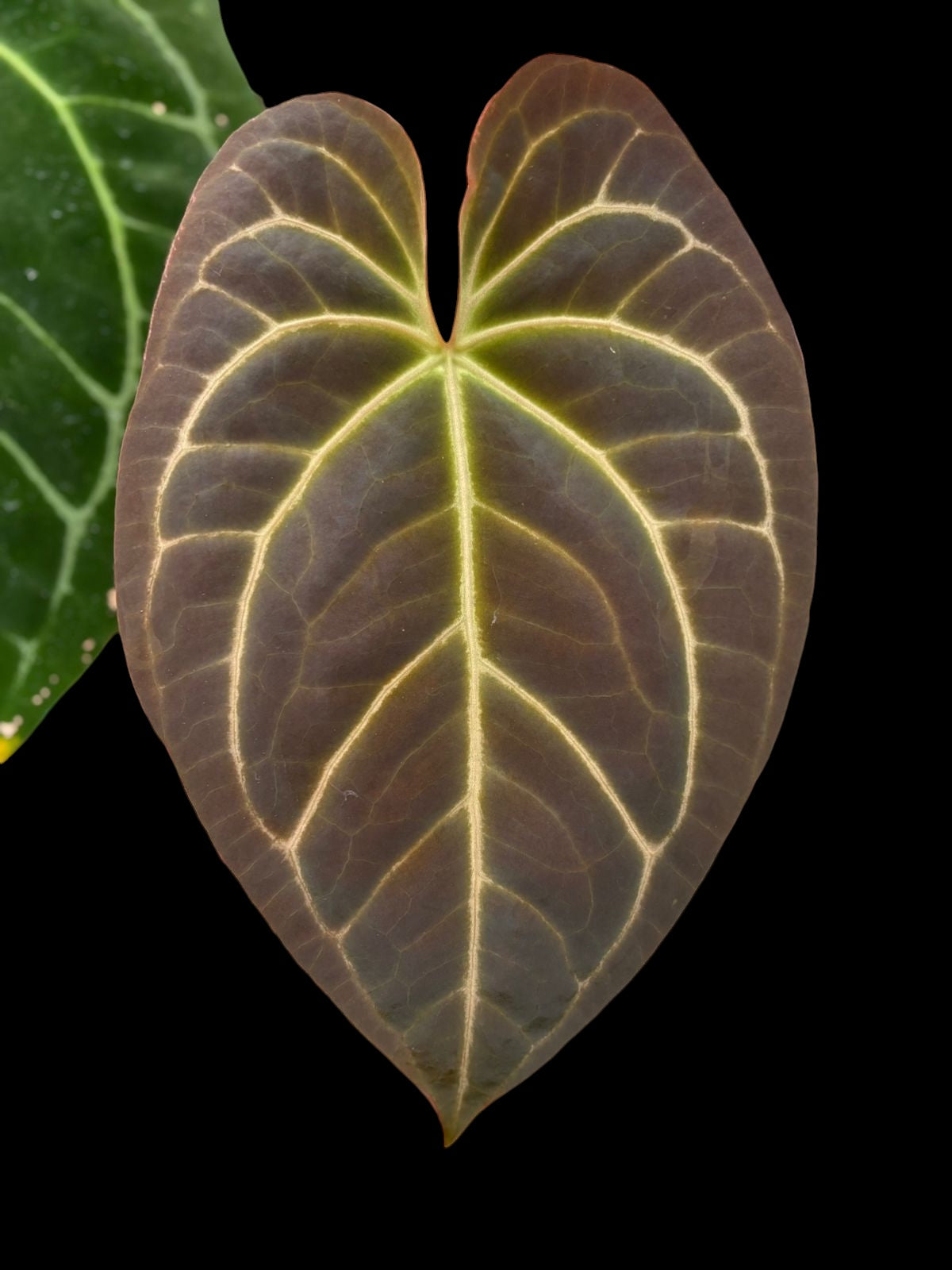 Anthurium crystallinum x AOS (ace of spades)